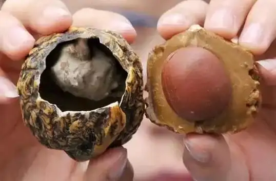 还在为文玩真假发愁？这款鉴定APP一键识别你的宝贝！