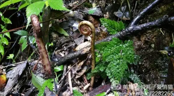 如何快速探索身边的娱乐活动？用足迹看脚APP，一键发现附近精彩！